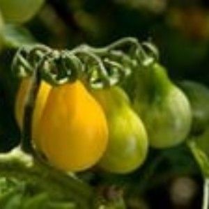 Meet your Posher, Casl